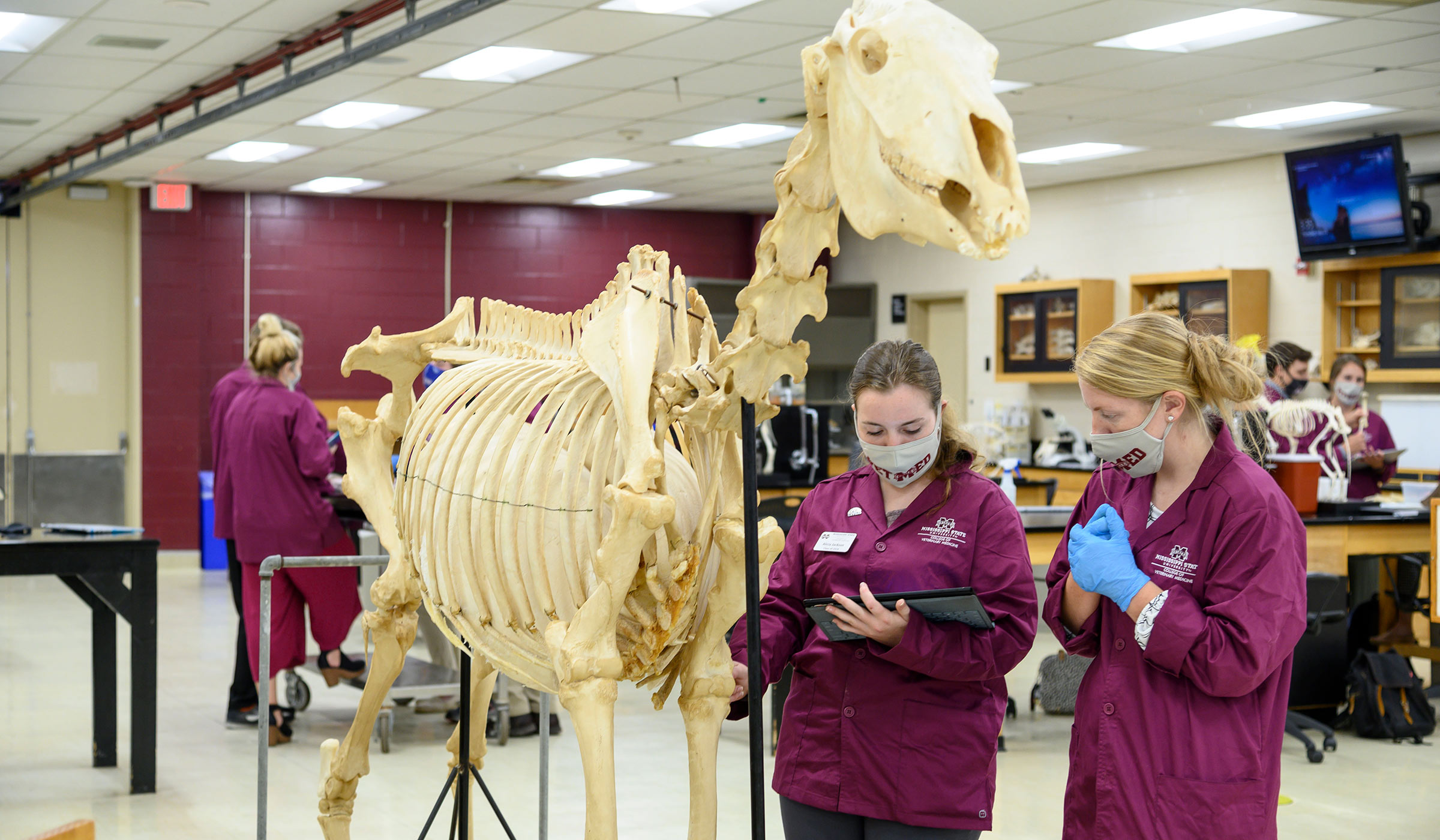 Two students in maroon lab coats and vet school masks studying horse skeleton