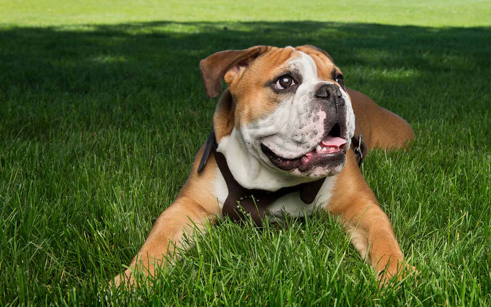 MSU publishes ‘Safe Return’ guide for the fall semester Mississippi