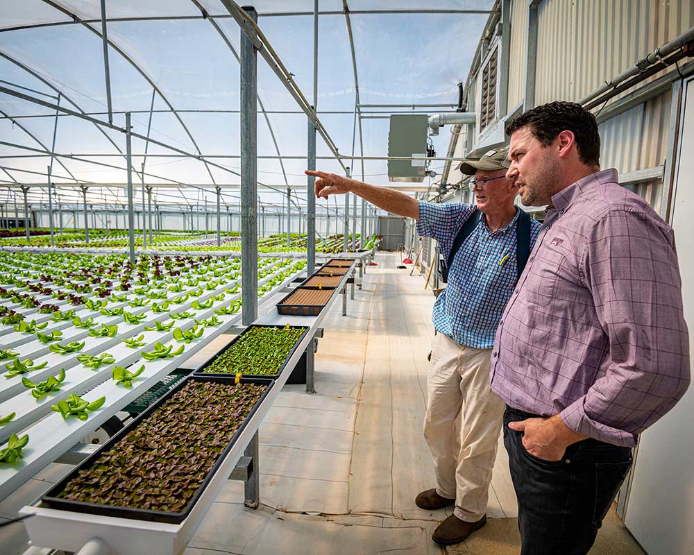 MSU's Barickman at head of increasing lettuce yields for Flora company - Mississippi State Newsroom