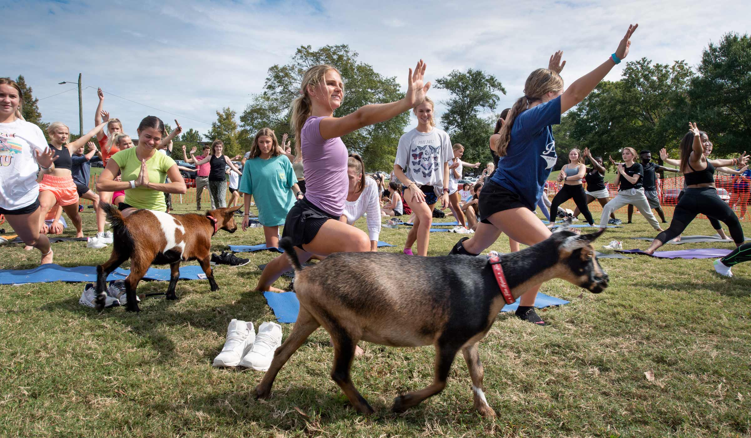 Goats pass by and through students doing yoga on matts on the grass of the Old Main Lawn.