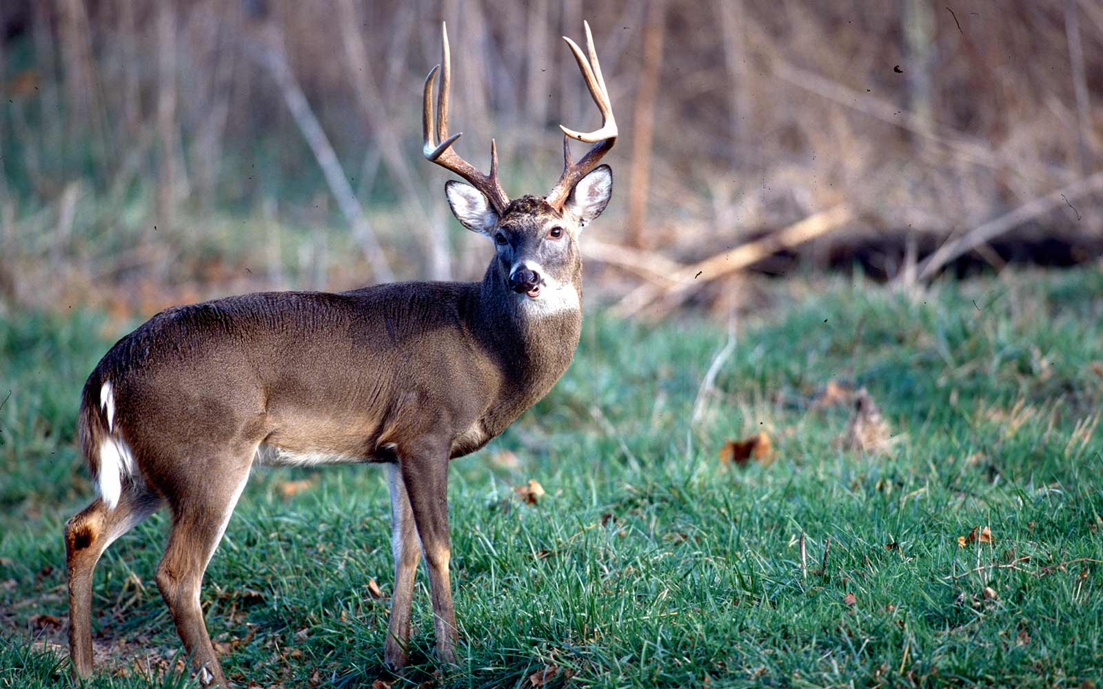 MSU Deer Lab experts explain differences in deer diseases | Mississippi  State University