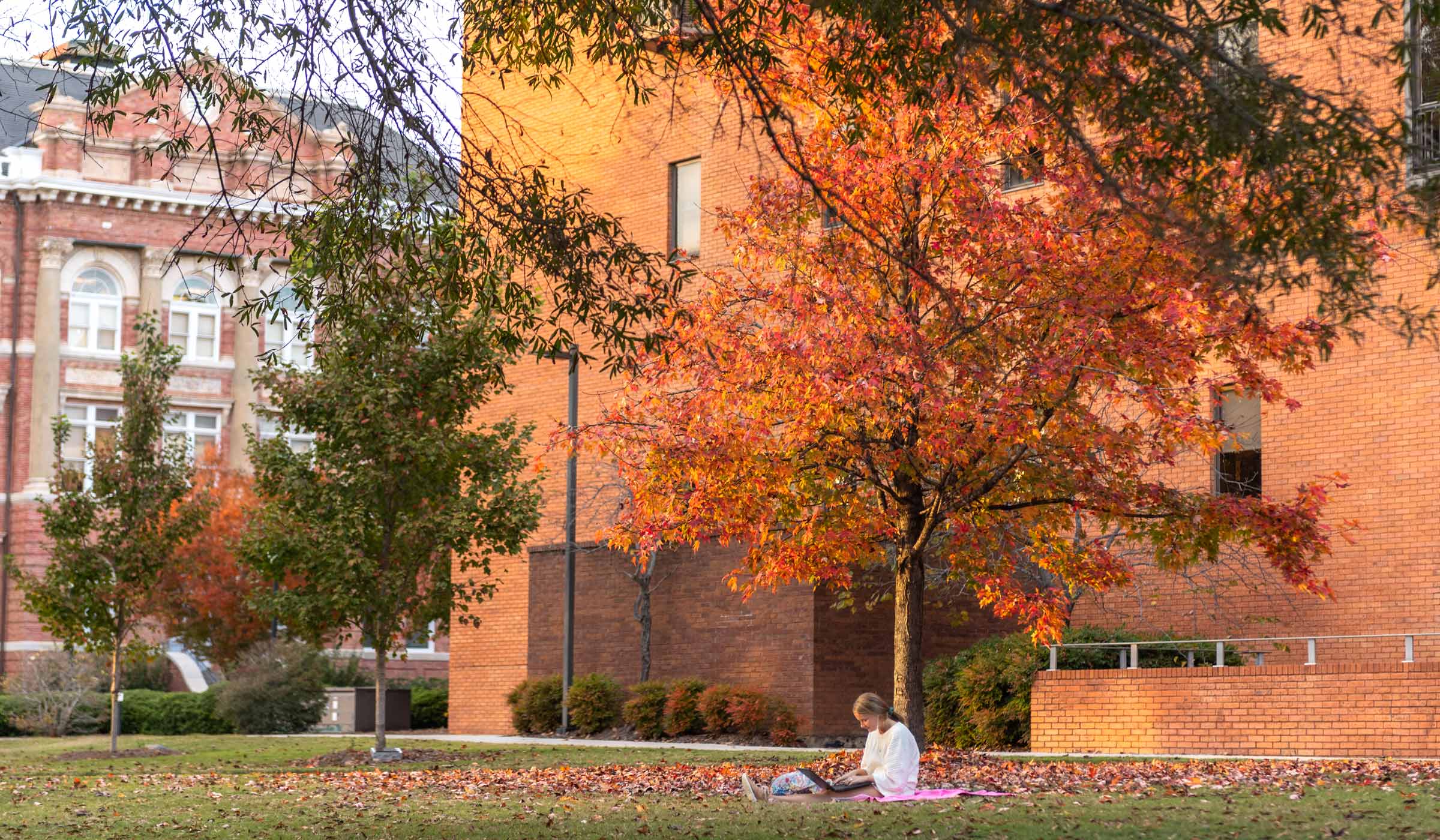 Student studying under fall leaves