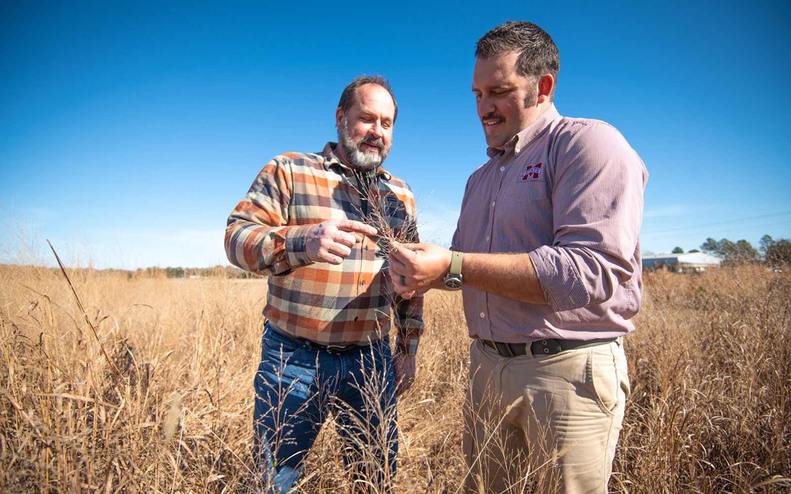 Three Mississippi Statebred switchgrasses hit the market Mississippi