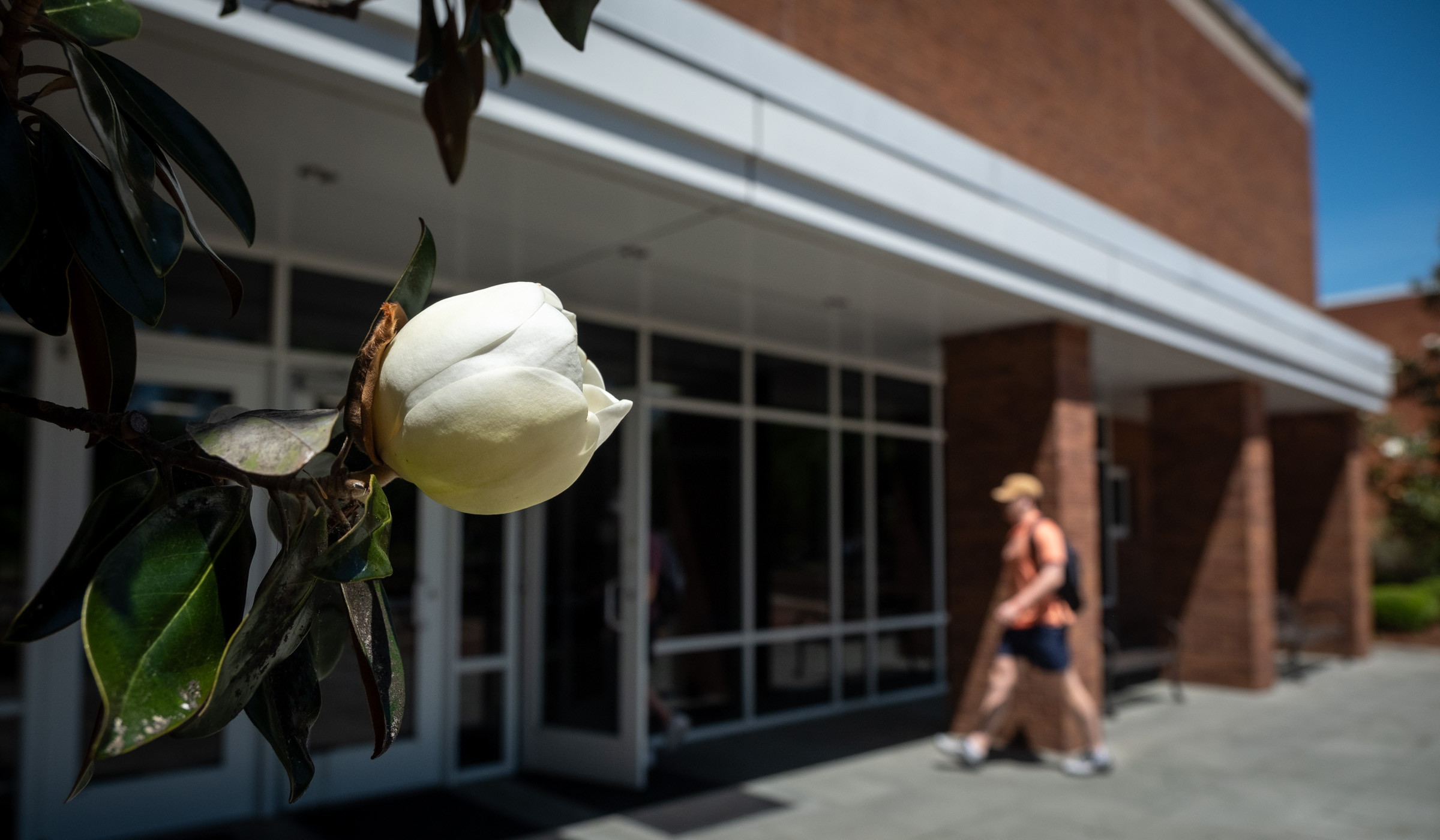 A partially open Southern Magnolia blossom is in focus on the left foreground; in the back background a student walks into McCool Hall&#039;s exterior doors at Taylor Auditorium 