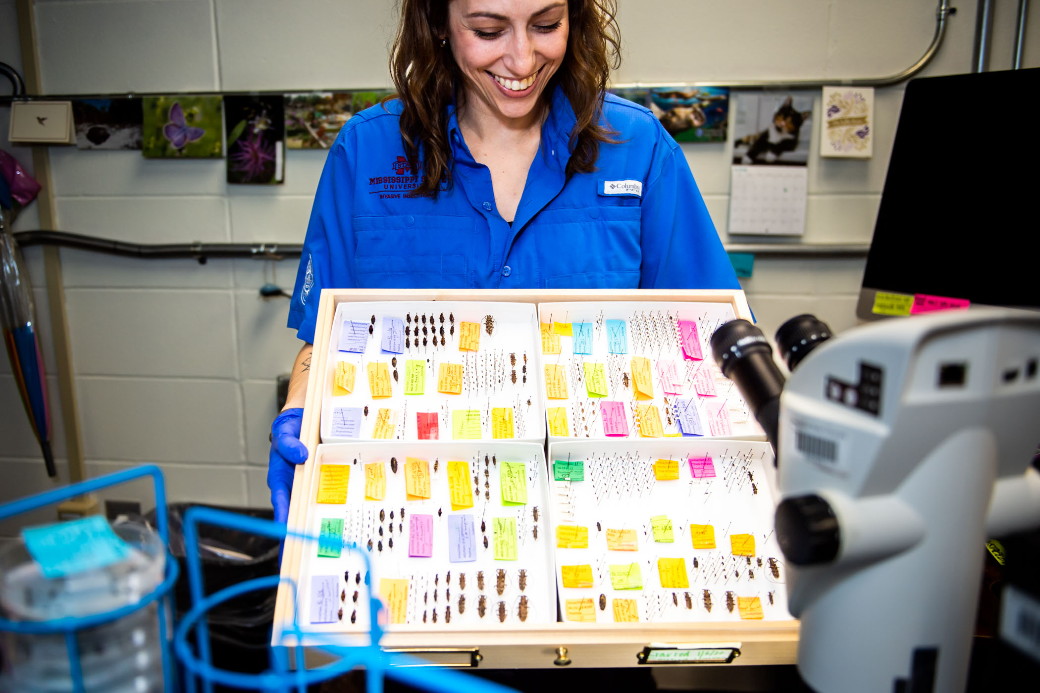 Megan Gaulke, a lab technician at MSU&#039;s Department of Entomology&#039;s Southeastern Regional Screening Center, displays a small fraction of the nearly 18,000 yearly sampled invasive species of insects she and fellow team members have sampled across 13 U.S. states.