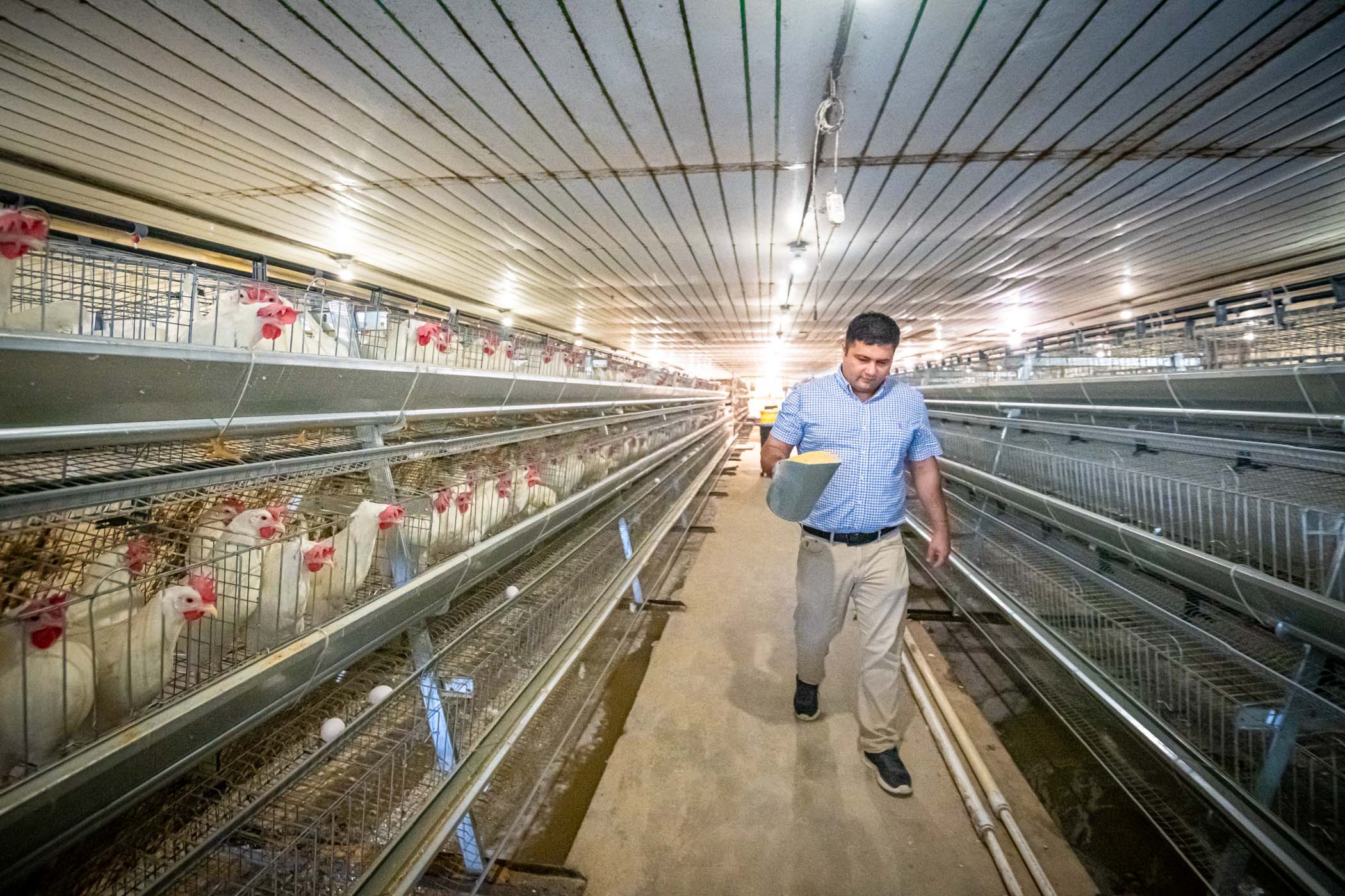 Ishab Poudel feeds chicken egg layers in MSU poultry facilities 