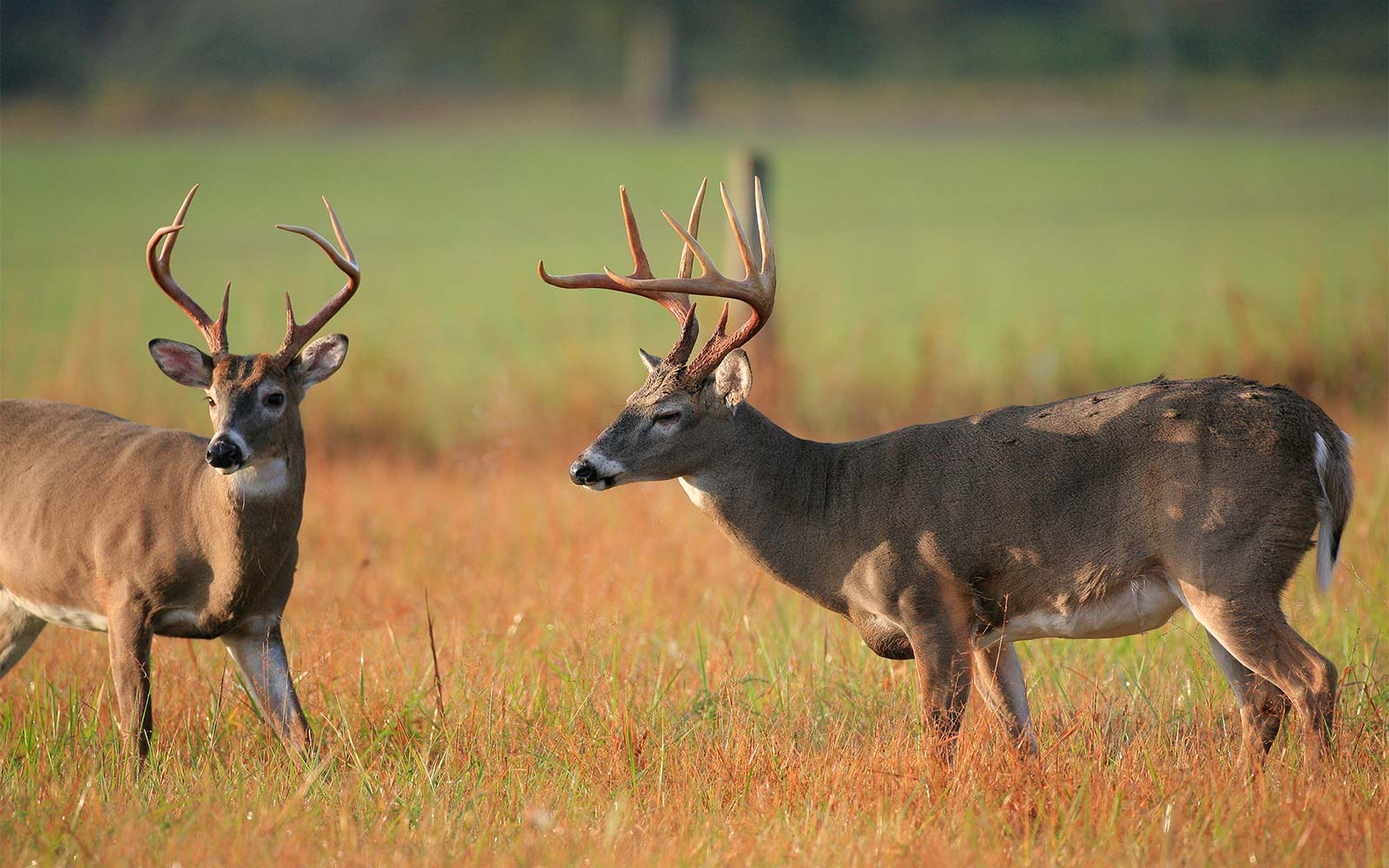 MSU scientists study effects of supplemental feeding on chronic wasting