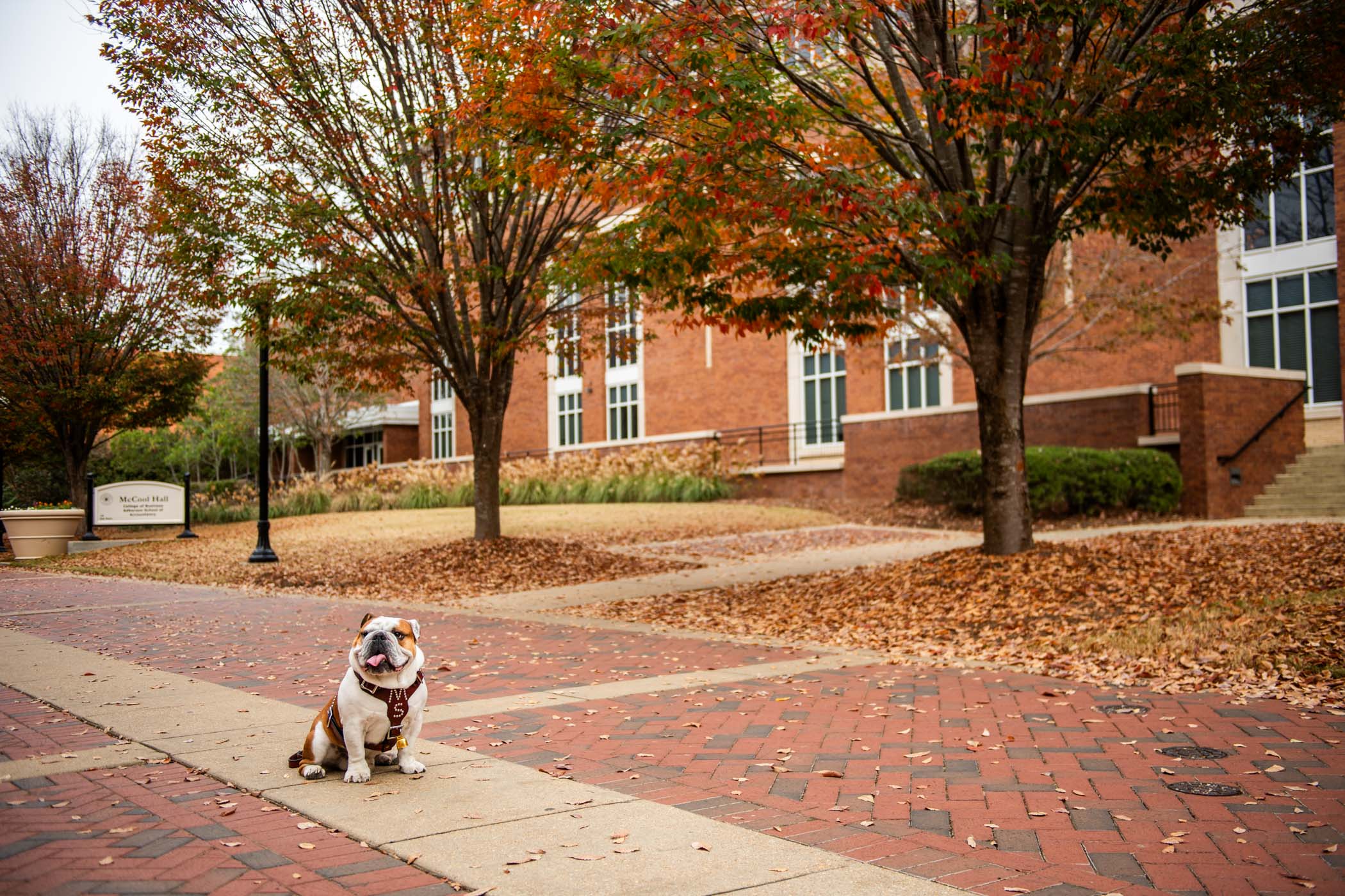 &quot;Dak&quot;, MSU&#039;s 22nd live Bully mascot, sits along the bricked pathway of Hail State Plaza, enjoying the rich colors of campus&#039;s fall foliage.