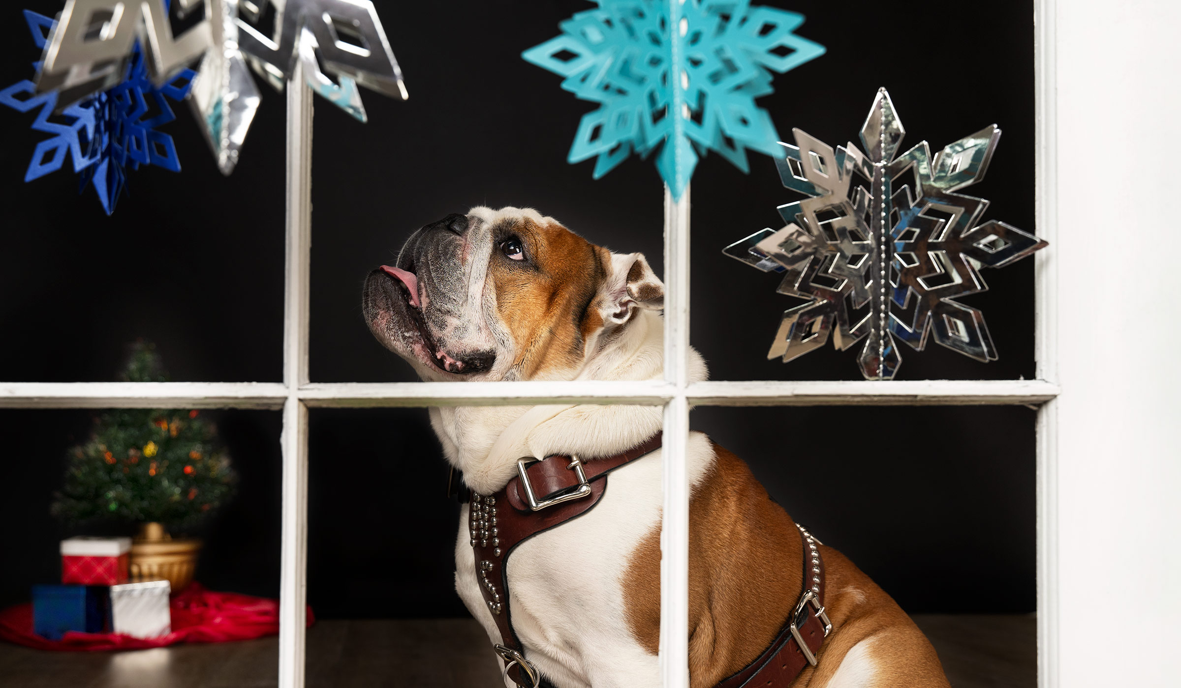 Bulldog sitting behind window with snowflakes small tree with presents