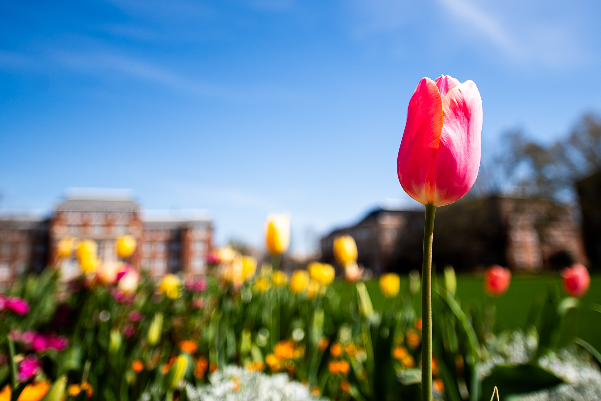 Pink and yellow tulips stand tall at the center of the Drill Field, catching warm sunlight on the first day of spring