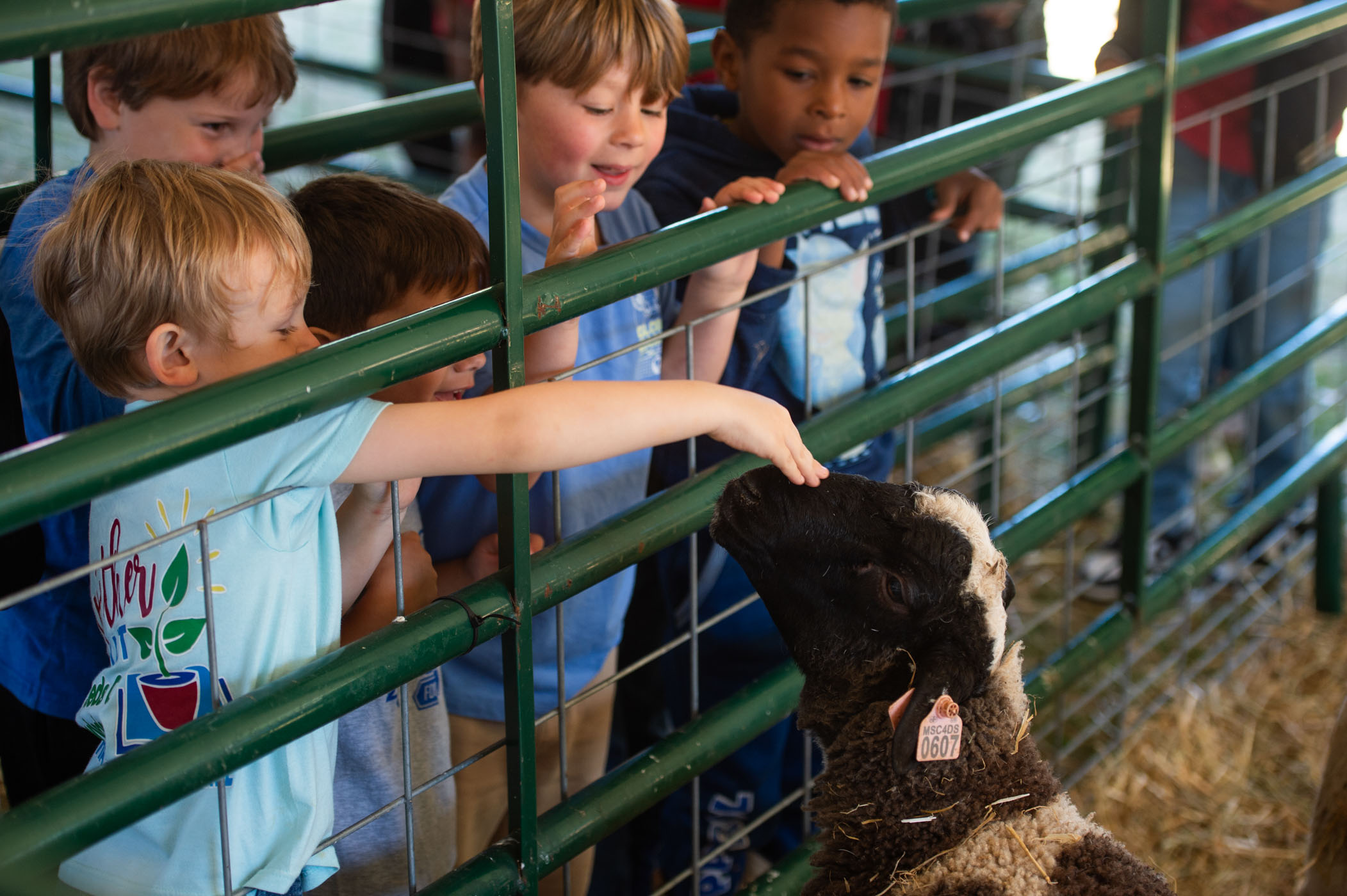 Local Starkville students interact with sheep during Friday&#039;s [April 5] MSU College of Veterinary Medicine Open House. Traditionally occurring during the first weekend of April, the annual two-day event offers a unique educational opportunity for the community to learn about animal care and the vital role of veterinary medicine.