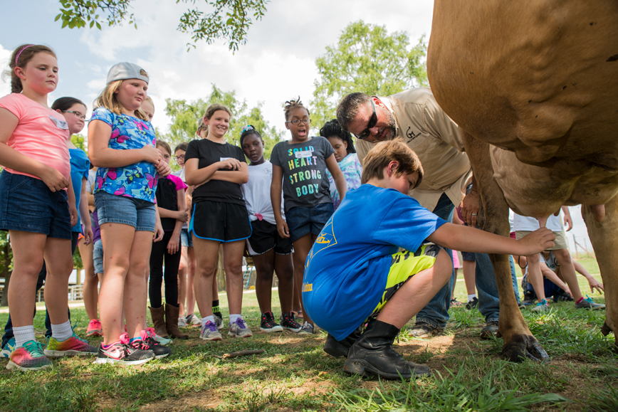 MSU Fun with Food Summer Camp participants learn about milking cows as part of dairy production.