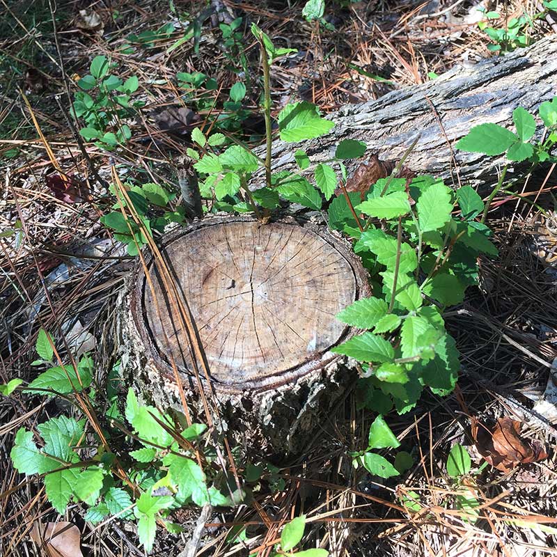 No longer stumped mineral stumps provide whitetailed deer nutrition Mississippi State University