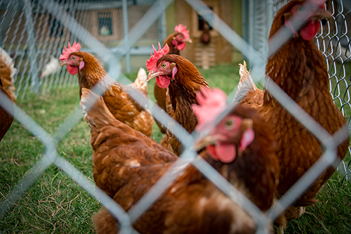 Hens are pictured in the new cage-free facility at Mississippi State. (Photo by David Ammon)