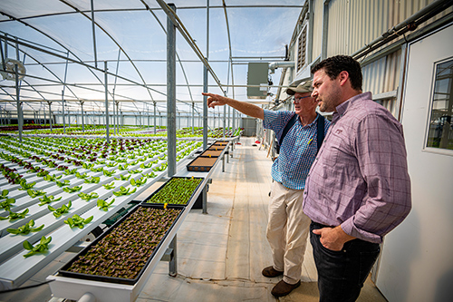 Two men look at lettuce growing in a greenhouse.