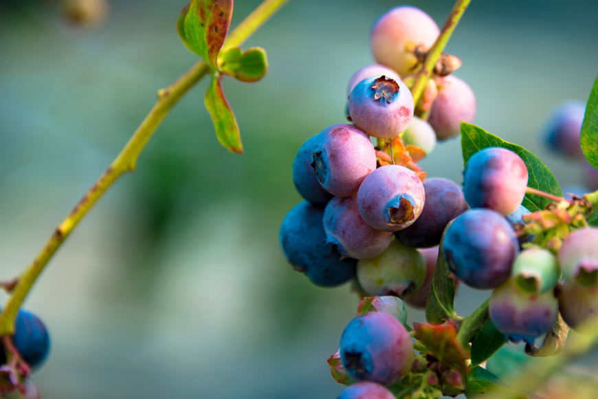 Blueberries on the vine in the high tunnel. (Photo by David Ammon)