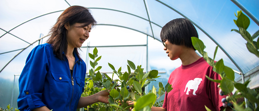 MSU researchers Guihong Bi and Tongyin Li are pictured in a high tunnel full of blueberry bushes at the R.R. Foil Plant Science Research Center at Mississippi State. (Photo by David Ammon)