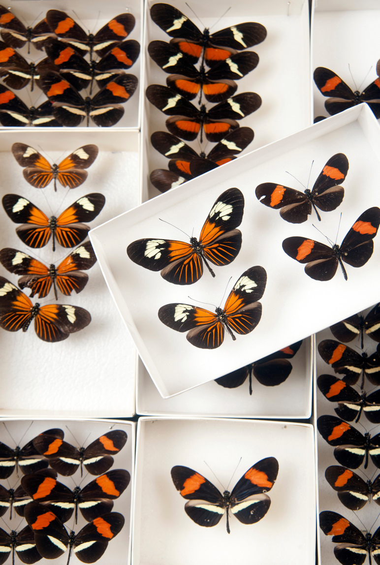 Heliconius butterflies housed at the Entomological Museum at Mississippi State. (Photo by Megan Bean)
