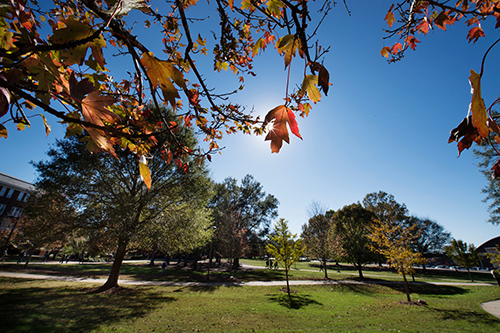 Mississippi State, recognized as a Tree Campus USA by the Arbor Day Foundation, will hold a tree planting ceremony on Feb. 21. (Photo by Megan Bean)