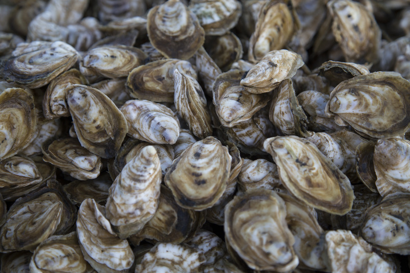 Mississippi State University researchers are developing a tool that will help oyster farmers determine the best oyster cultivation practices that will minimize risk while maximizing benefits. (Photo by Getty Images)