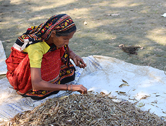 A woman works with harvested small wild fish