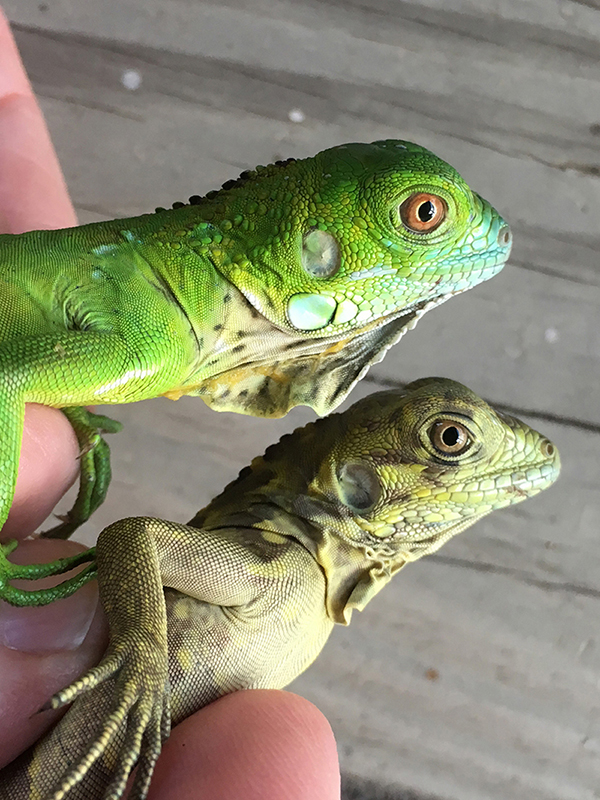 Green Iguana hatchling (top) and one of the hybrid hatchlings (bottom). (Photo submitted by the Cayman Islands Department of Environment) 
