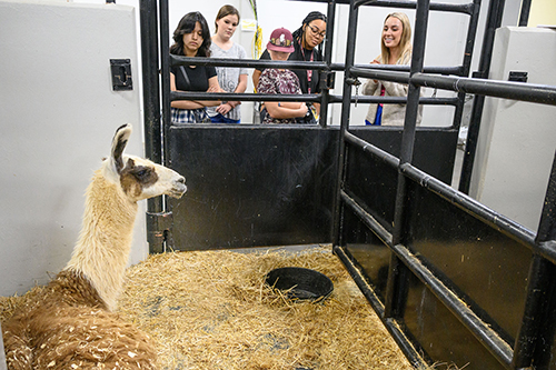Students examine a llama at the MSU College of Veterinary Medicine