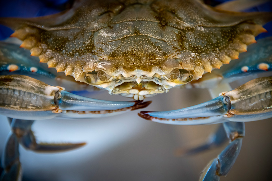 Close up of a blue crab