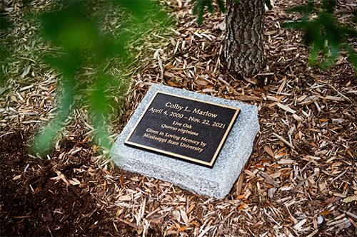The engraved memorial stone by Colby Marlow's memorial tree at MSU