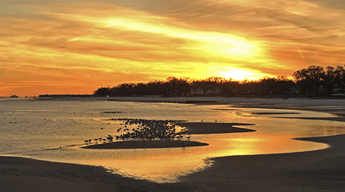 A picture of birds gathering on the beach at sunset on the Mississippi Sound