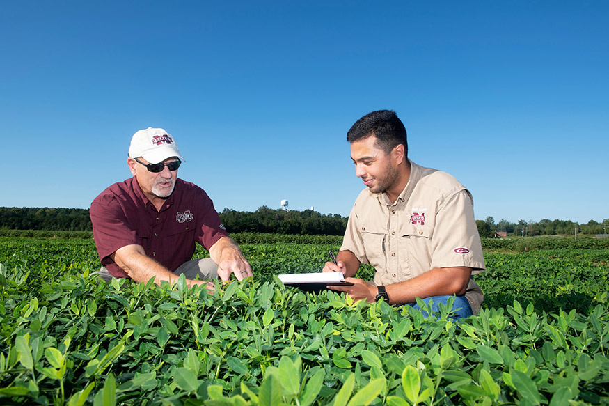 Eduardo S. Garay, right, works with MSU professor and Triplett Endowed Chair in Agronomy Jac Varco, both pictured looking at plants in a peanut field