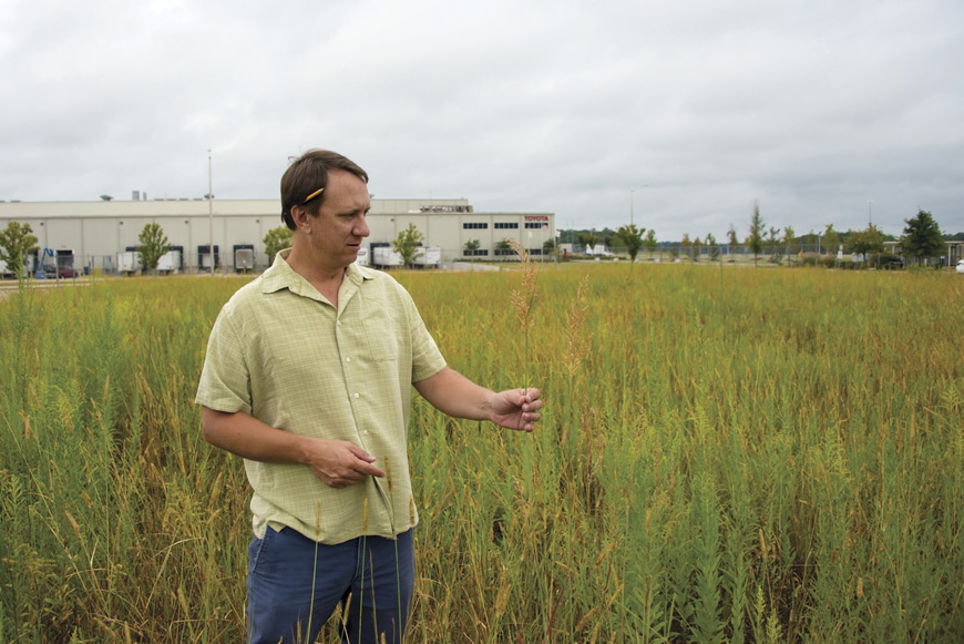 Tim Schauwecker, an MSU landscape architecture associate professor recently named 2016 Outstanding Educator of the Year, examines the grasses and native plants in the Toyota meadows where he provided assistance with landscape ecology. (Photo by David Ammon)