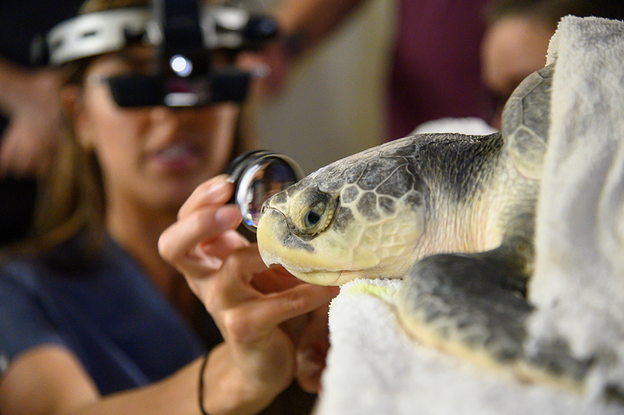 A sea turtle undergoes an eye examination at MSU's College of Veterinary Medicine.