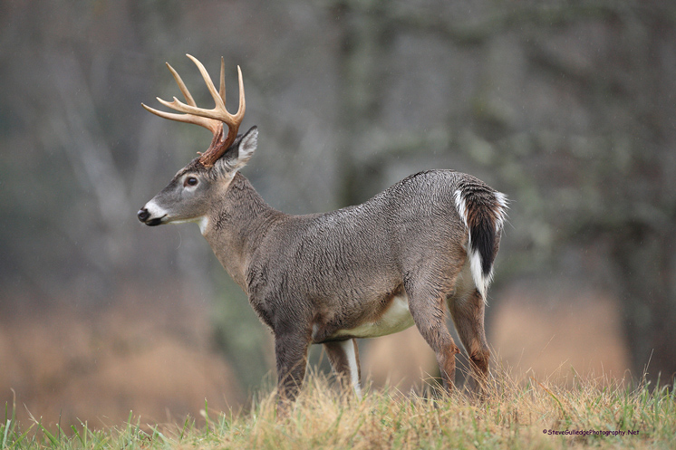 Whitetail buck in Mississippi (Photo by Steve Gulledge)