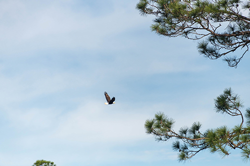 An adult parent eagle circles above as Scott Rush removes eaglets from their nest. (Photo by Dominique Belcher)