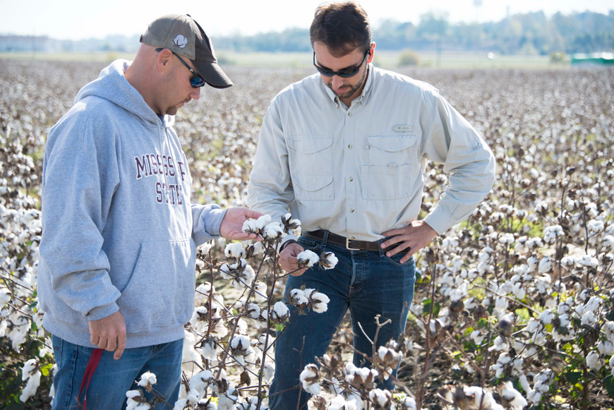 Darrin Dodds (left), associate extension and research professor in Mississippi State’s plant and soil sciences department, and Lucas Franca, a 2015 selection for the Will D. Carpenter Distinguished Field Scientist Graduate Assistantship, look over cotton at MSU’s R.R. Foil Plant Science Research Center. (Photo by Dominique Belcher)