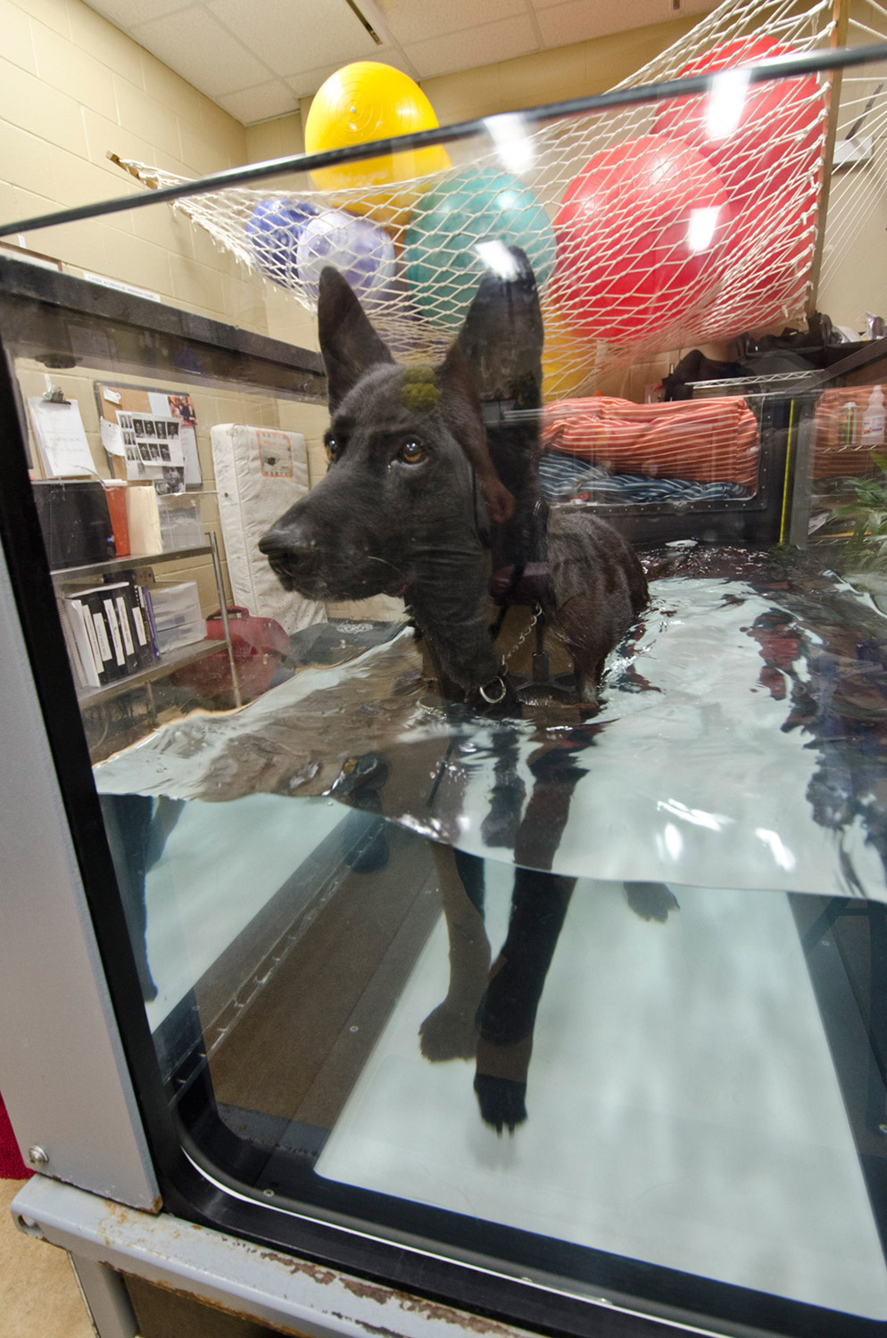 Maci, a retired military dog, enjoys walking on the aquatic treadmill as part of physical therapy he receives at Mississippi State University’s College of Veterinary Medicine. Photo by Tom Thompson