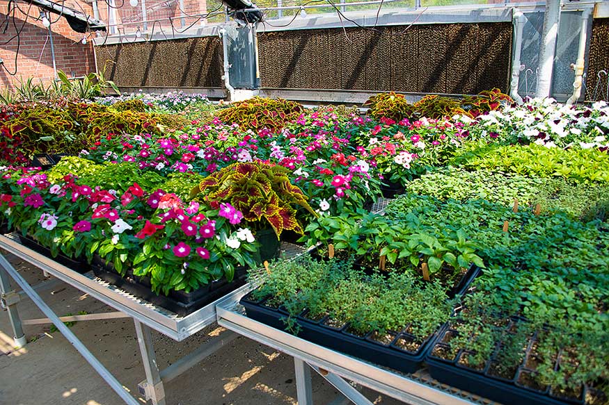 Mixed vinca, coleus and other plants in a greenhouse