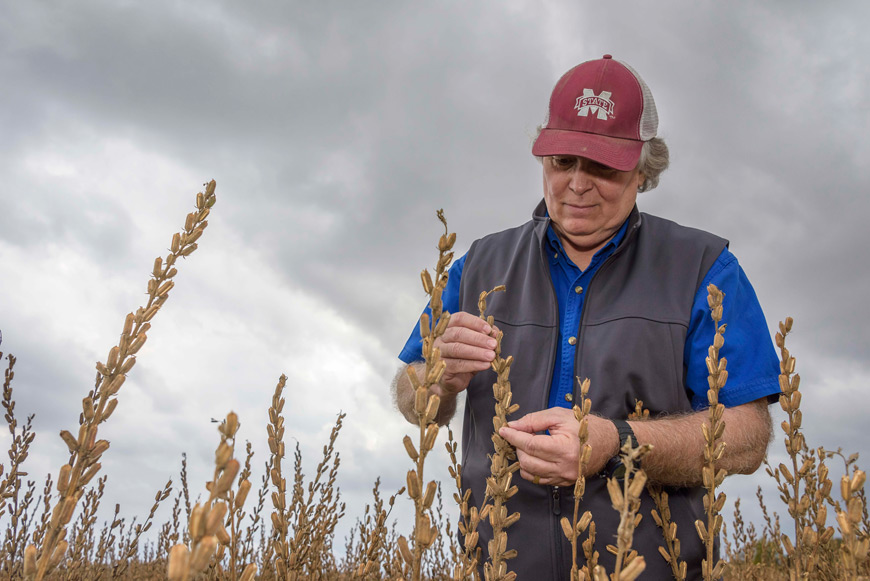 Wayne Ebelhar, pictured looking at a field of sesame, is the 2016 corn researcher of the year. (Photo by Kevin Hudson)