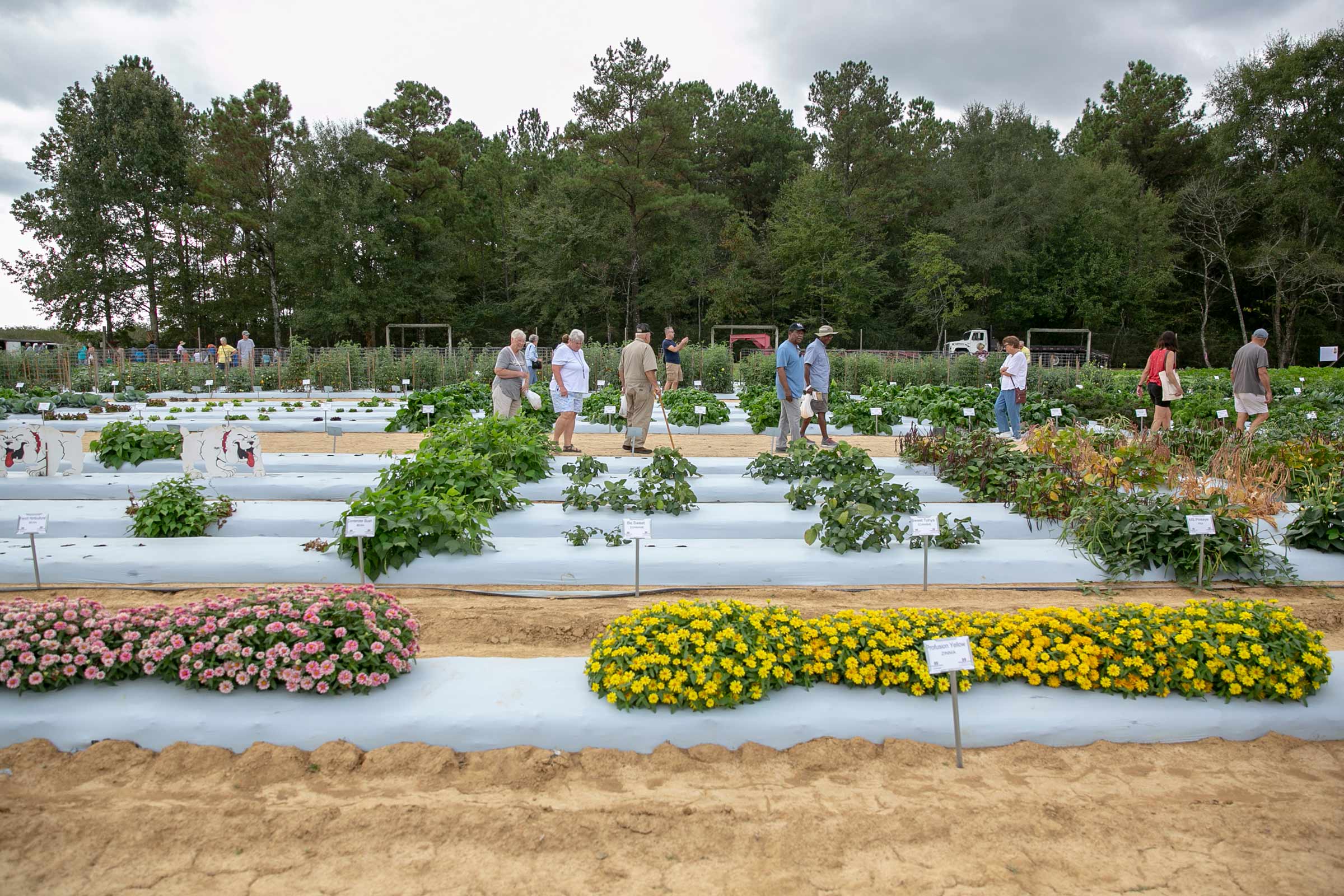 Visitors to the Flower and Gardne Fest walk between planted rows of plants.