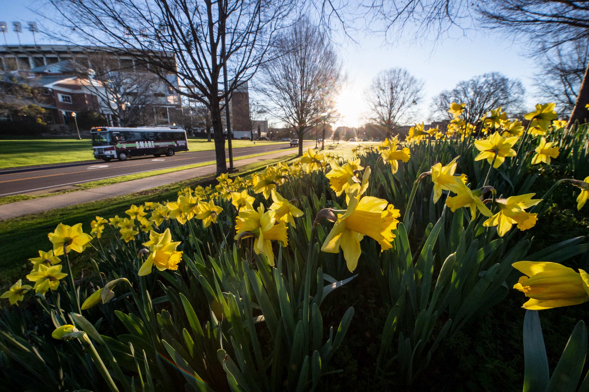 Morning daffodils at the amphitheater with SMART bus passing by.