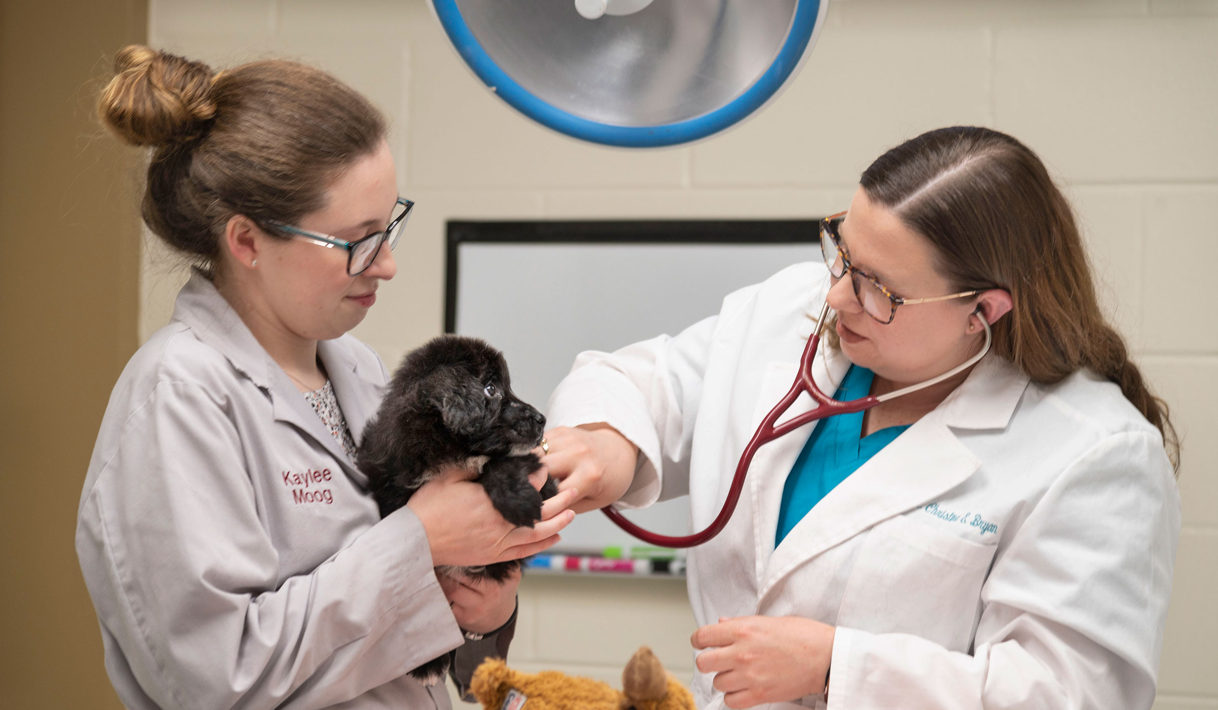 With black puppy held between them, a CVM veterinarian and student hold a stethoscope to the puppy in an exam room.
