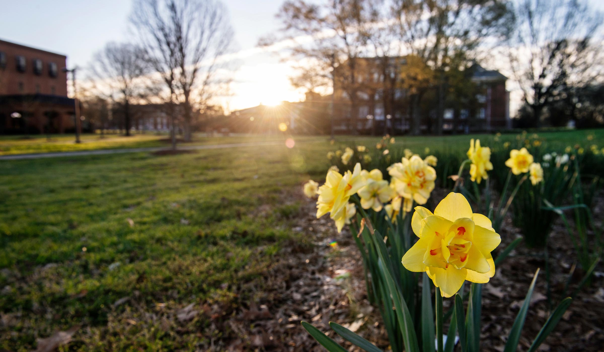Daffodils near Allen Hall