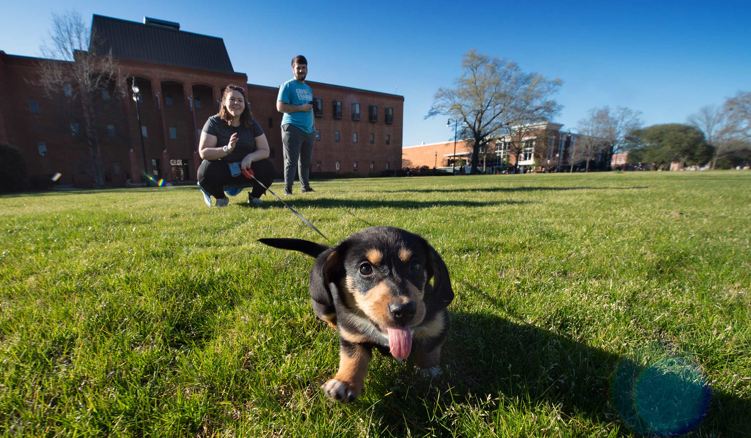 Surrounded by Drill Field green grass, a 10 week old puppy with dachsand proportions strains from its leash towards the camera with its tongue out.