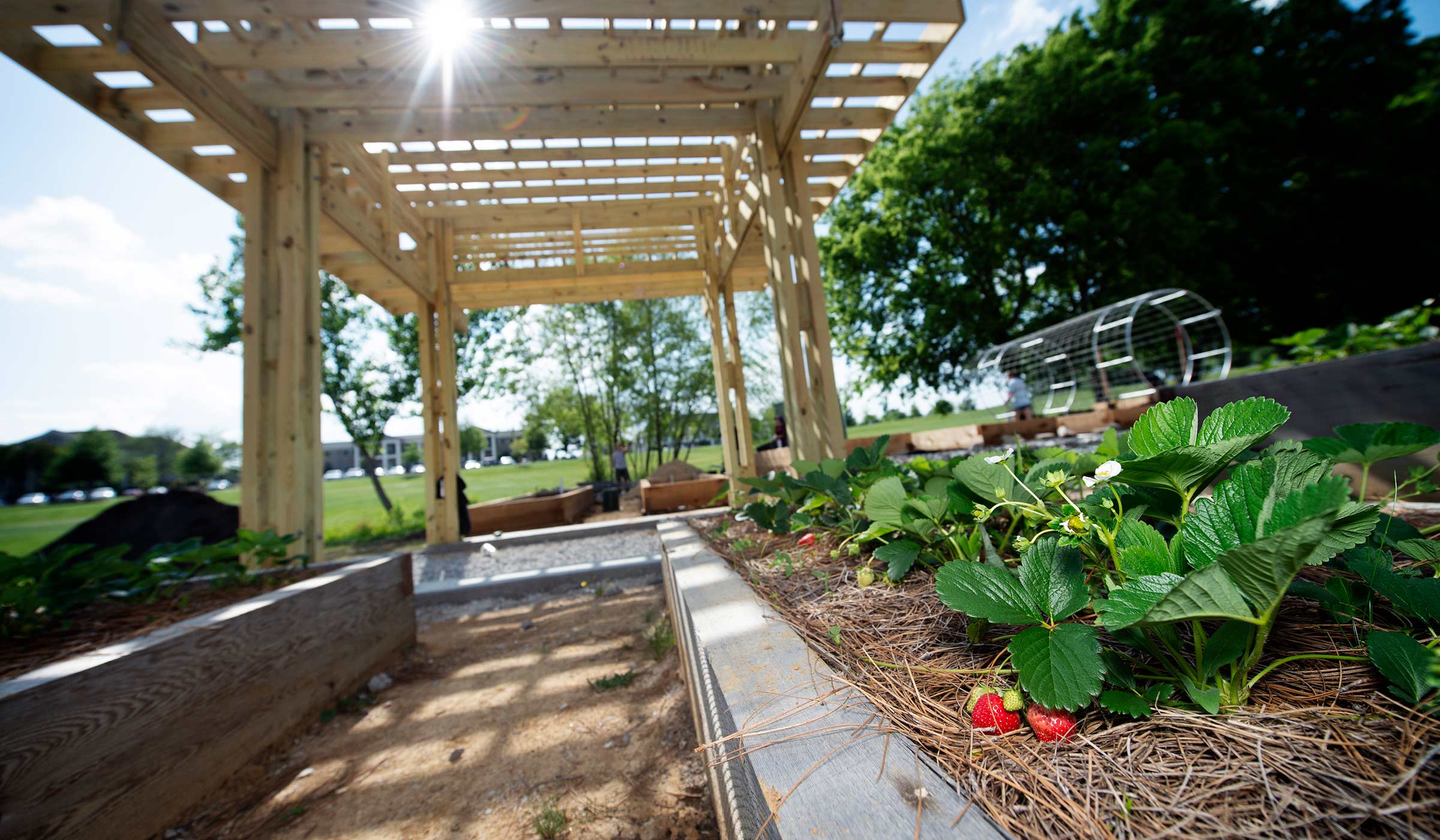 Strawberry plants in foreground with sunburst coming through pergola in the background.