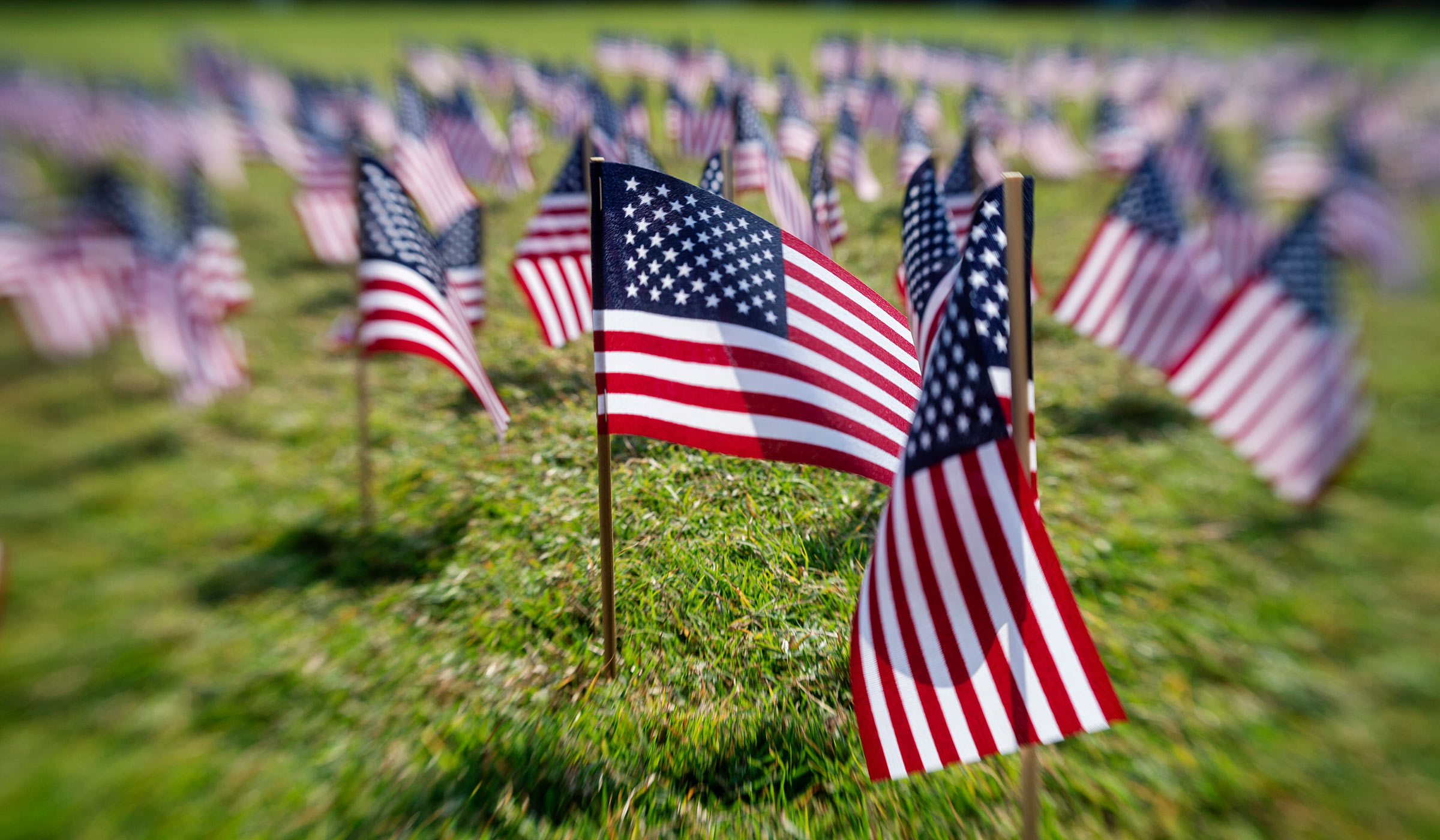 Miniature American flags on green green grass.