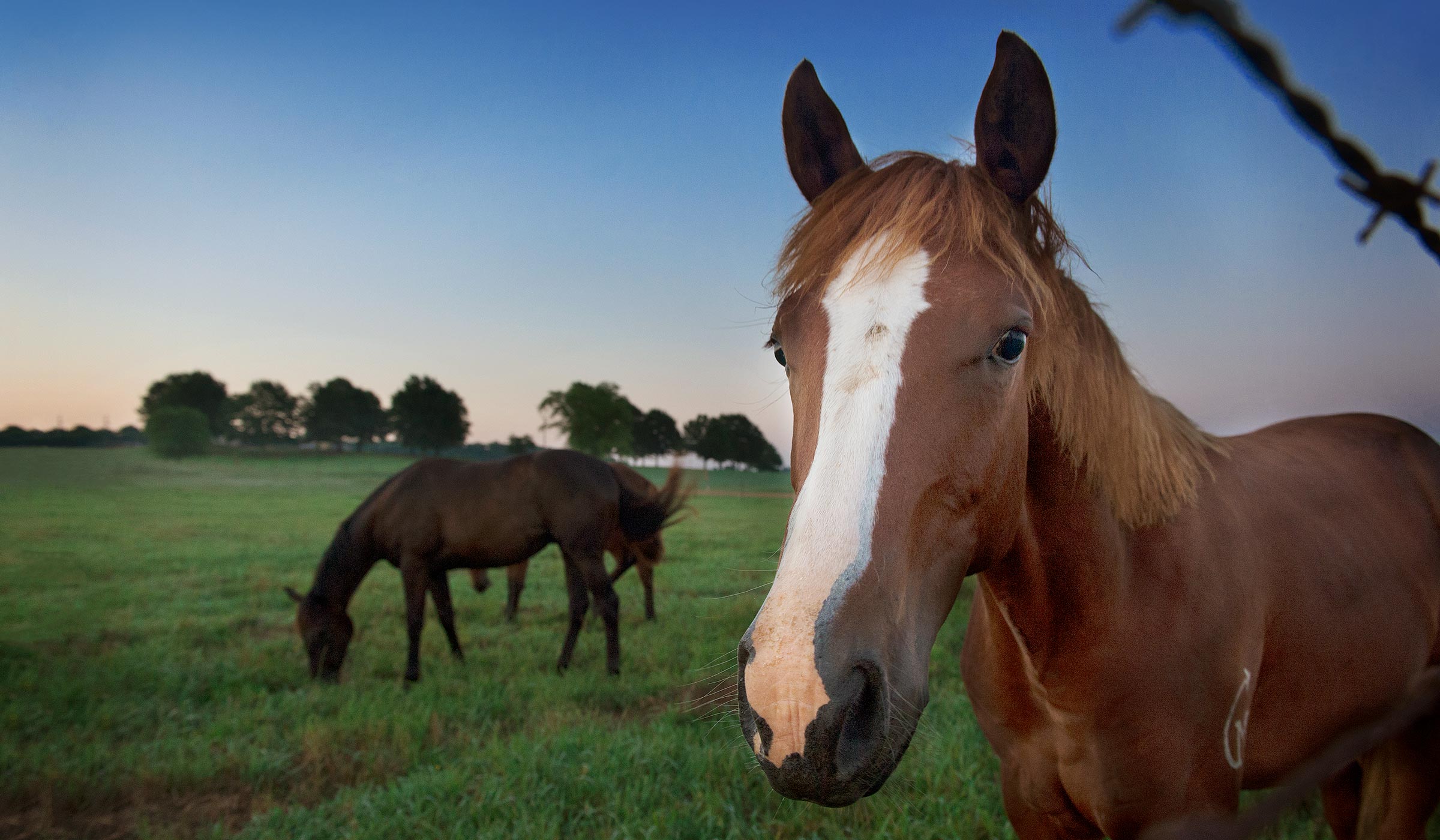 Brown horse in foreground near barb wire fence with horse grazing in background with dawn sky.