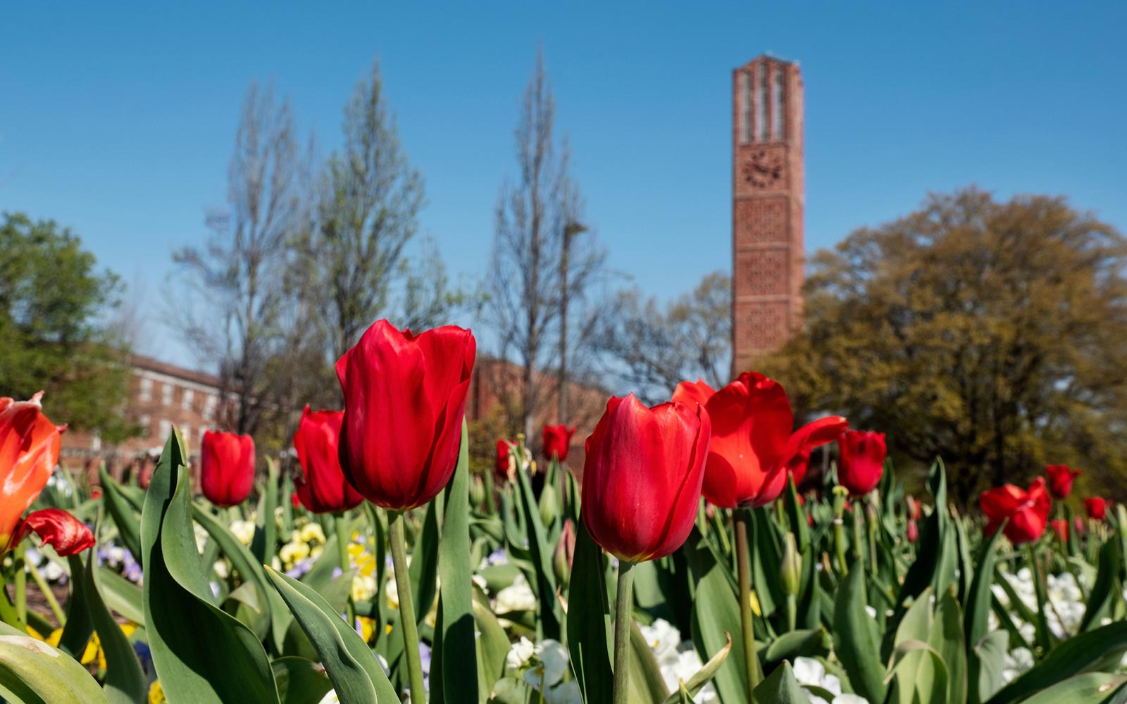 With testing waivers, MSU makes enrollment more inviting than ever