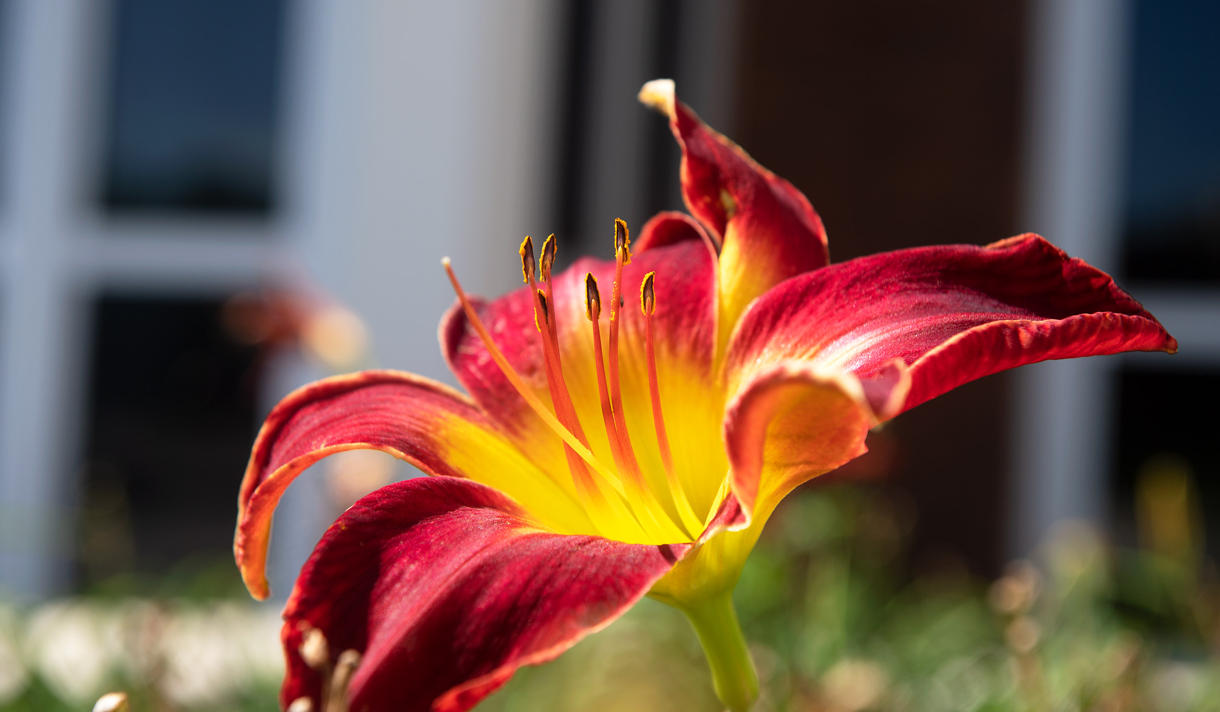 Maroon and yellow day lily in bloom