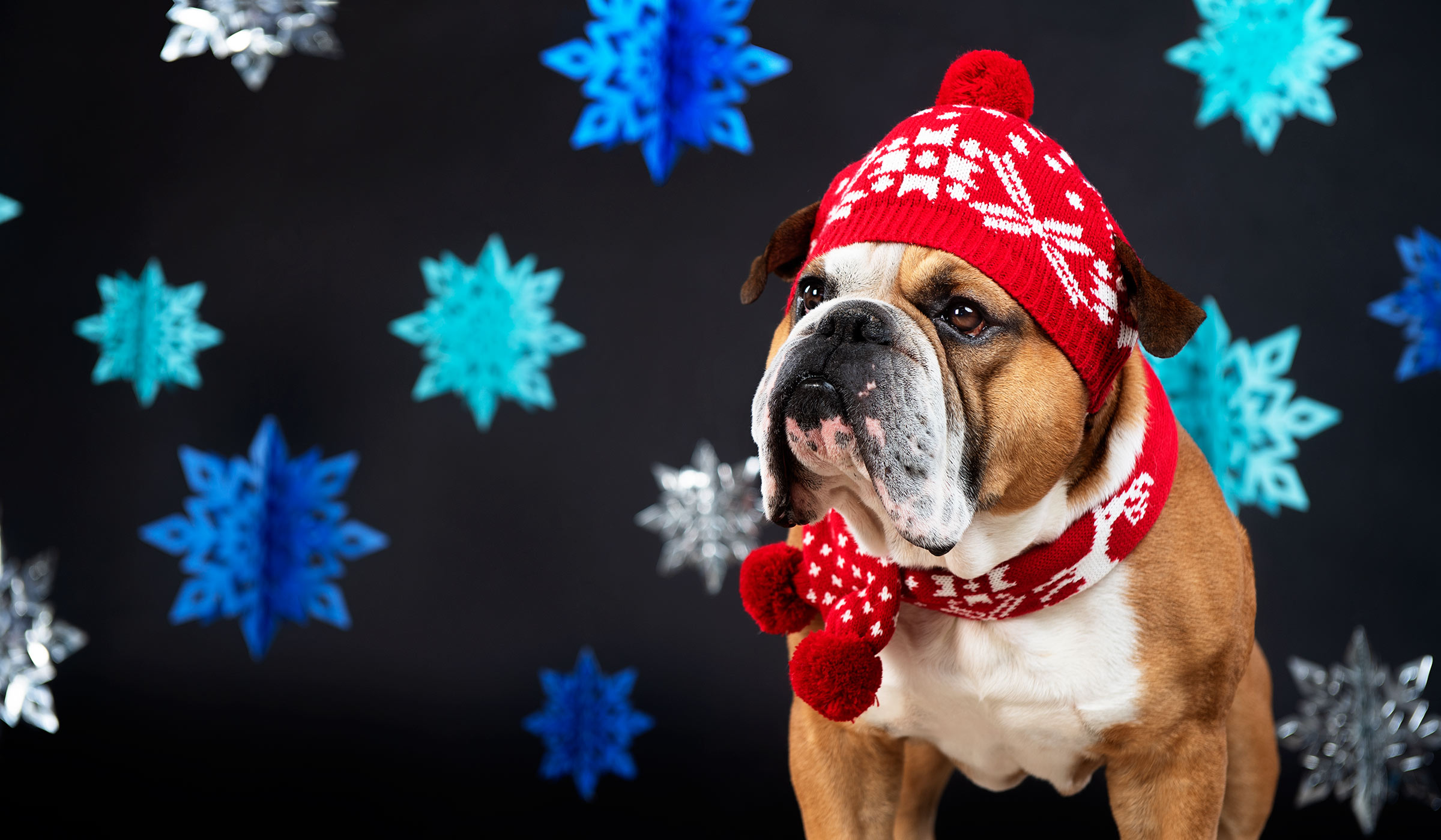 Bulldog wearing red and white toboggan hat in front of blue, teal, and silver paper snowflakes.